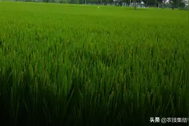 水稻“破口药”什么时候打才准确？到底用几次？图片