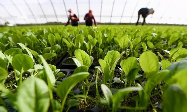 氨基酸是什么？有什么作用？听专家一讲，长知识了