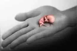 那些流掉的胎儿都去哪里了？看看这些结果，你还会选择流产么？图片