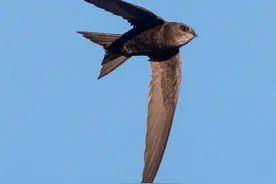 「美丽中国」北京雨燕图片