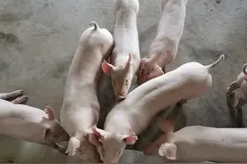 养猪十年还不懂！在怀孕初期与哺乳期驱虫的这些危害？图片