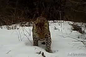 宁夏六盘山出现华北豹，捕猎敏捷而有力，能拿下200斤的野猪图片