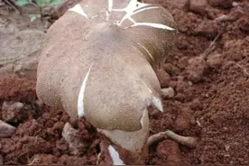 这种菌菇，有白蚁才能生长，人工无法种植，售价200一斤图片