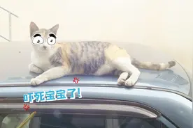 猫咪强占汽车风挡瞬间被吓蒙 猫咪：还好我反应快不然就被打脸了视频封面