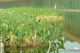 南宁沙江河湿地公园植物被人割断图片