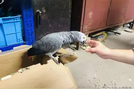 稀奇！家中竟然飞来一只国家一级保护动物图片