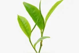 从零开始学茶：当今采茶分三品图片