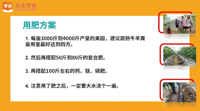 葡萄底肥什么时候施？怎么施？不做好这几点，难怪遭遇大小年