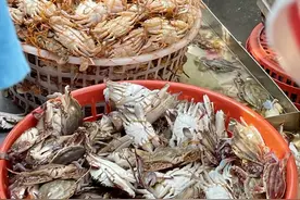 @烟台人，中秋前大螃蟹和爬虾赶紧逮！量大、透活、保肥图片