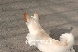 悬赏2000元！狗狗送人途中丢失，吉林85岁老爷子愁的吃不下饭图片