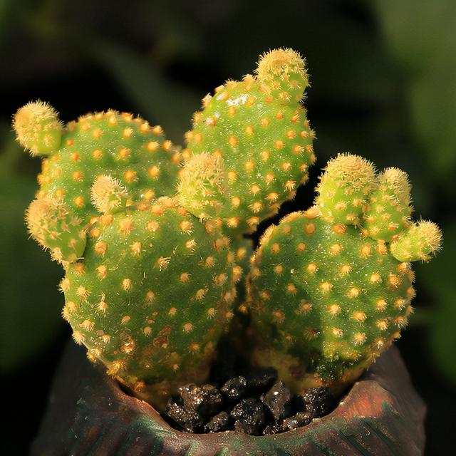 50种仙人掌大全(上),内附美