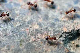 蚂蚁搬家并不是因为要下雨？你不知道的冷知识图片
