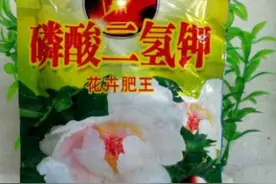 教你2招，自制磷钾肥，肥效是磷酸二氢钾的5倍，一起来学！图片