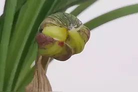 726：如何研判兰花照片的真伪与假花影像的危害性图片