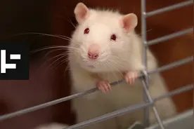 俄罗斯惊现诡异“鼠王”，5只老鼠尾巴交缠打死结，专家难以解释图片