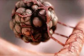 31张不常见的冷知识图，奇怪的谈资又增加了图片