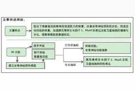 推拿振法干预坐骨神经损伤模型大鼠MyoD表达及肌卫星细胞的增殖与分化图片