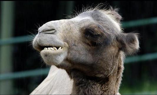 骆驼背上的枪炮，现实版的合金弹头