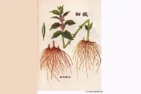 每日一中药——白薇图片