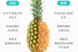 别吵了，凤梨和菠萝真是一种水果，类似的还有很多，可以看看这些图片