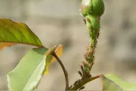 蚜虫太多灭不尽，一个小窍门，不用打药灭蚜虫，效果真的好图片