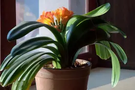 养好君子兰要先养好根，四种东西养根又护根，是多年经验的积累图片