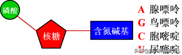 生物必修2复习知识点