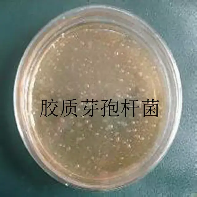 这两种菌剂配合使用可以固氮，解磷，解钾，你有没有用过呢