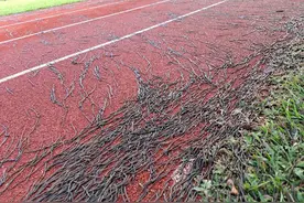 大地震预兆？台东一小学大量蚯蚓爬出地面，浩浩荡荡疯狂逃窜图片
