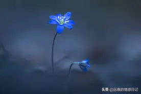 失恋过代表真正地爱过，撕心裂肺的痛苦，怎样才能快速走出失恋？图片