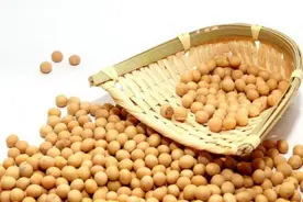 如何种植好大豆？掌握这几个小细节，大豆能高产图片