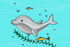 海豚绘画教程图片