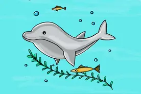 海豚绘画教程图片