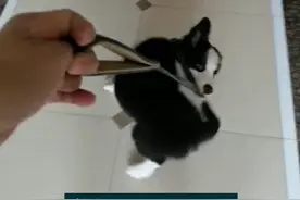 狗狗暴冲不老实，想让它乖乖随行，主人首先不要怂图片