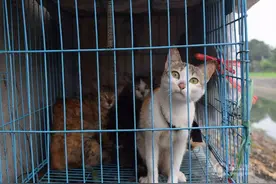 越南几乎难寻流浪猫，背后不是温情而是地狱，一年吃掉400万只图片