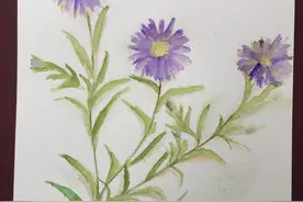 绘画美丽的小紫野菊图片