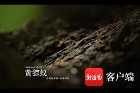 这里是海南 |《秘境寻踪》第一季第三集：蚁界“鲁班”的奇妙织巢图片