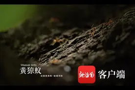 这里是海南 |《秘境寻踪》第一季第三集：蚁界“鲁班”的奇妙织巢图片