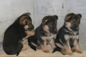 流浪狗闪电离开时仅两个月大，我以为是我救了它，其实是它救了我图片