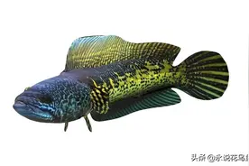 印度黑鱼 巴卡雷龙鱼 请您欣赏图片