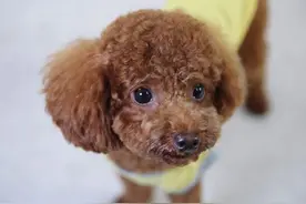 过度“善良”的泰迪犬，都会有这6个表现，你家泰迪占了几个？图片