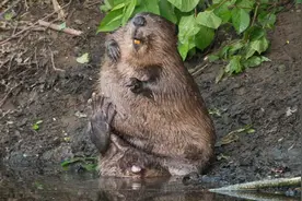 北美各部落为了海狸大打出手，却让欧洲人渔翁得利，到底图啥？图片