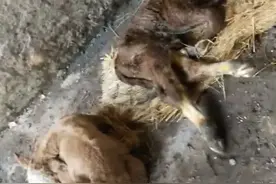 罕见趣闻！桂林一村民家母牛产下龙凤胎，此前临桂也发生过图片