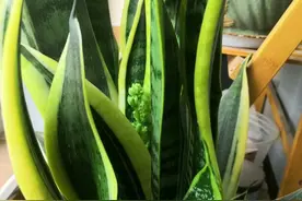 虎尾兰，虎皮兰哪种好养？客厅适合虎皮兰，桌摆适合虎尾兰图片