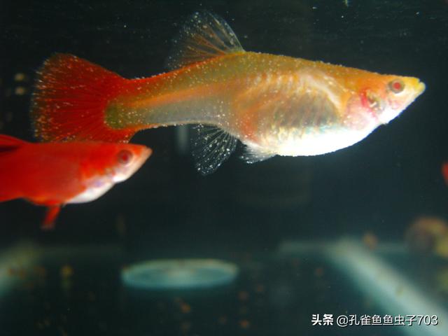 孔雀鱼肚子大鱼鳞立起来