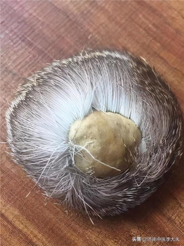 麝香是什么动物身上的哪个部位 知乎,每克麝香高达600元,林麝养殖前景