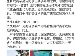 “王珞丹寻鸭事件”主角：价值上万，一颗蛋价值500的柯尔鸭图片