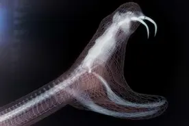 1天被蛇咬上百口，浙江一村庄与300万条蛇生存40年，靠蛇来赚钱图片