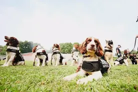 缉毒犬被警队开除，网友知道原因后……笑喷了哈哈哈！图片