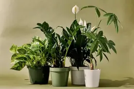园艺新手在桌面养这几种盆栽绿植，掌握技巧，越长越茂盛图片